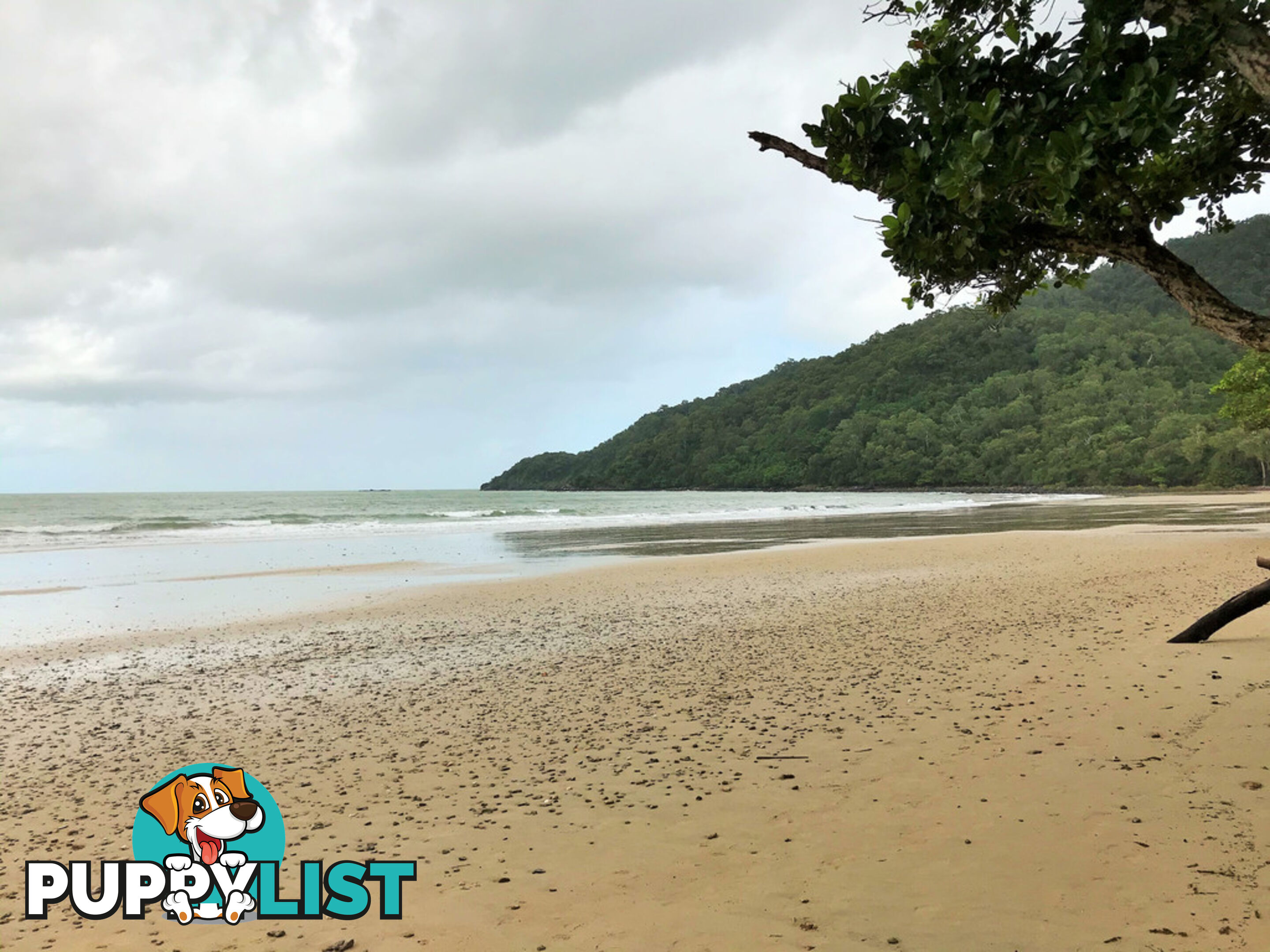 Lot 176 Quandong Road, Cow Bay DAINTREE QLD 4873