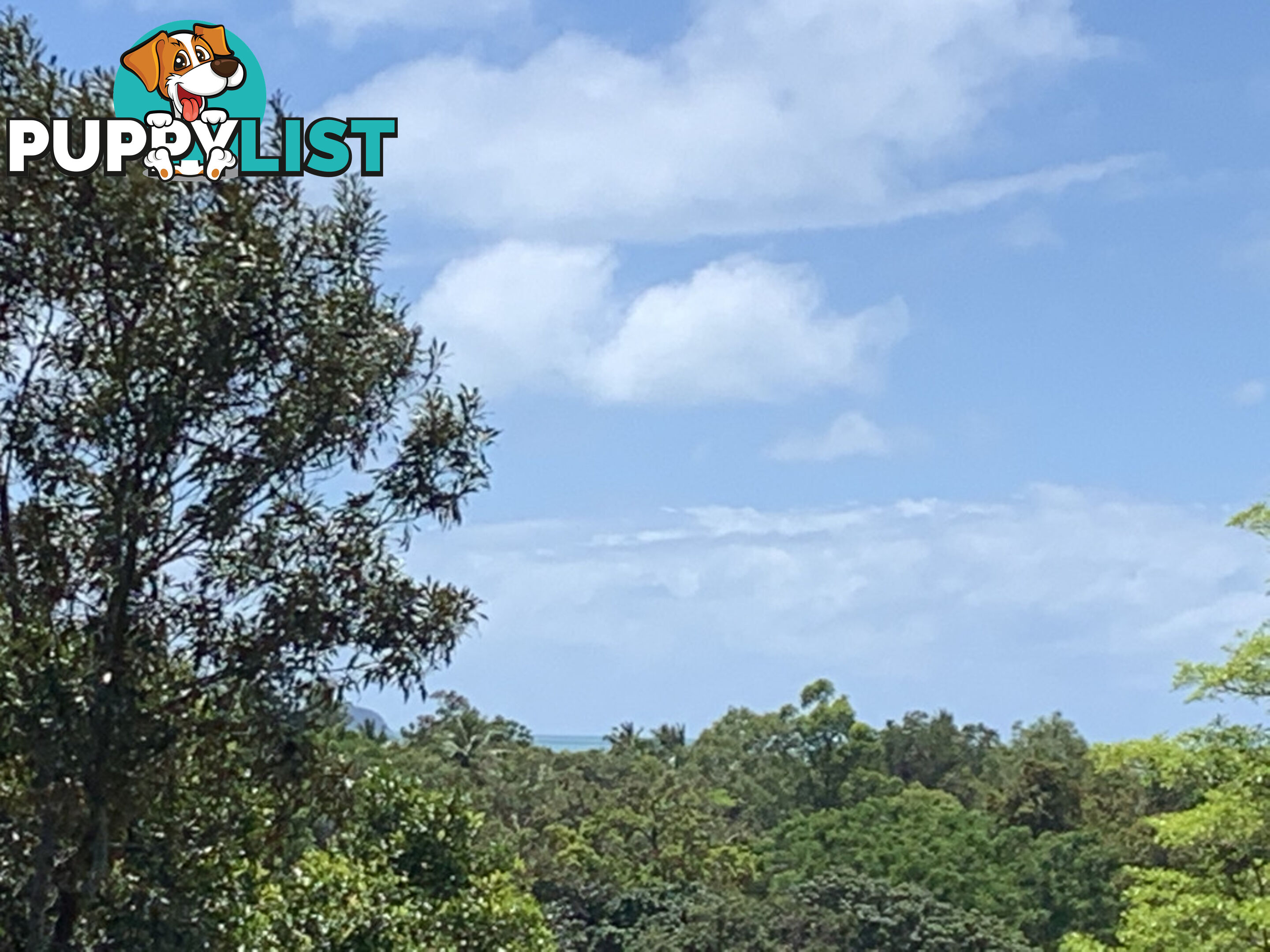 1549 Mossman Daintree Road WONGA BEACH QLD 4873