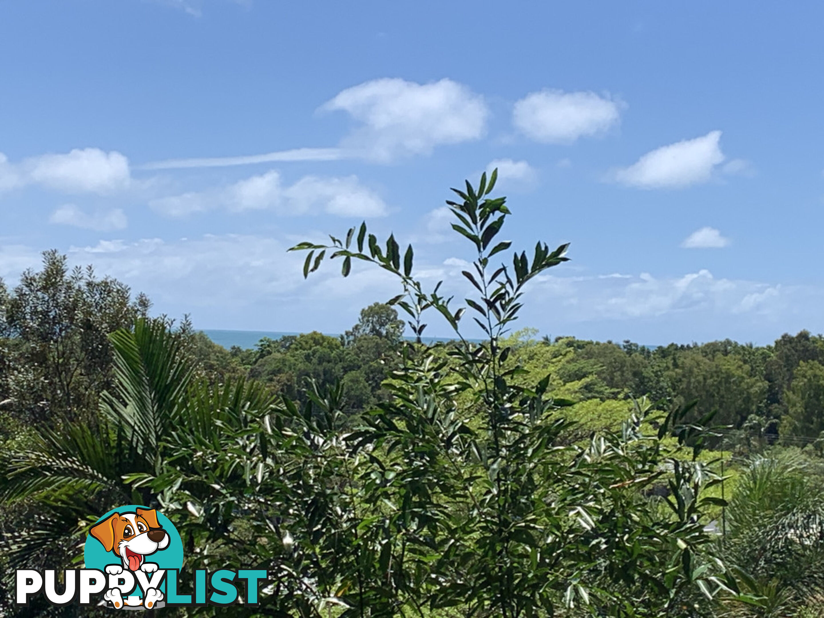 1549 Mossman Daintree Road WONGA BEACH QLD 4873