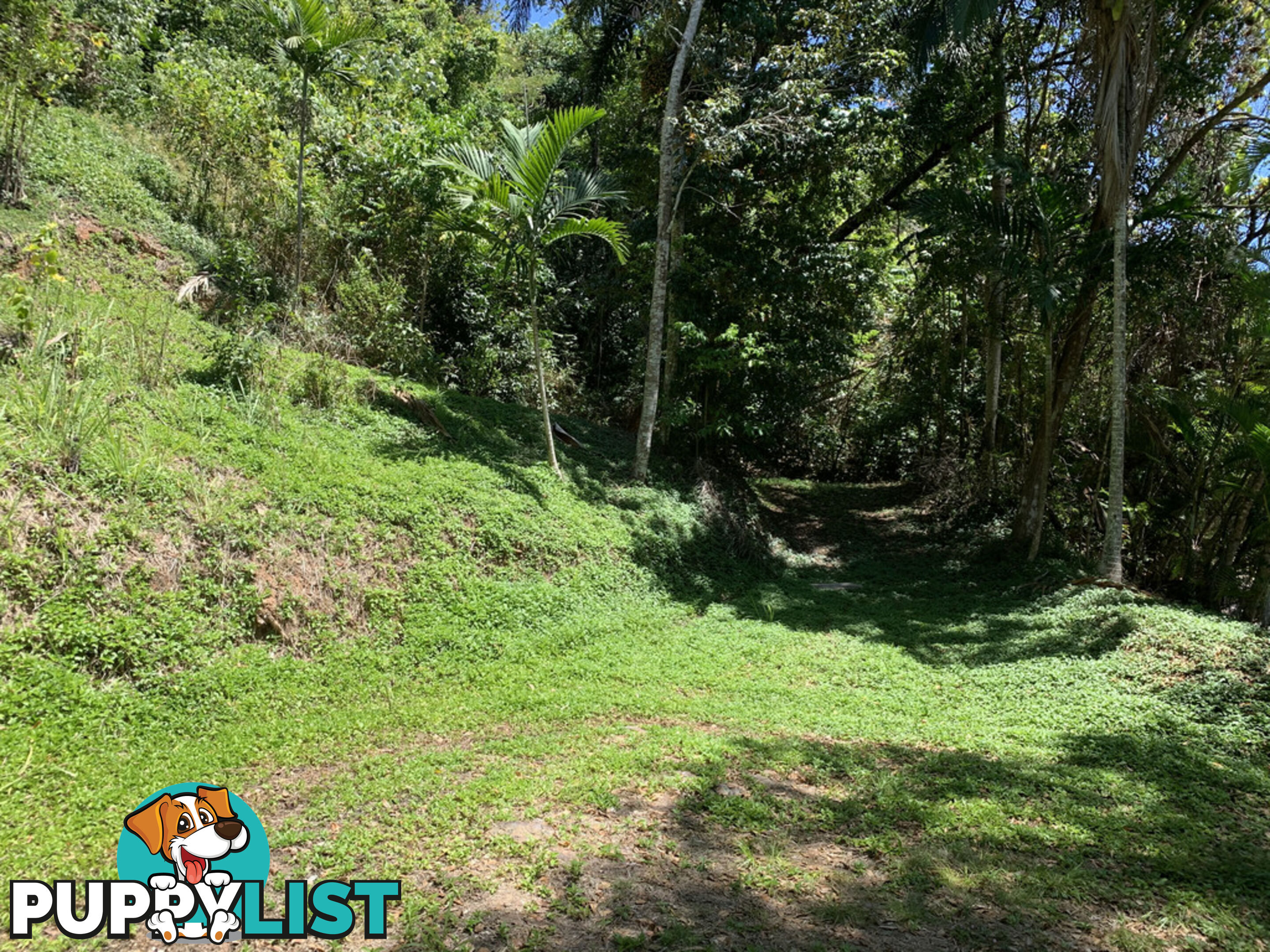 1549 Mossman Daintree Road WONGA BEACH QLD 4873