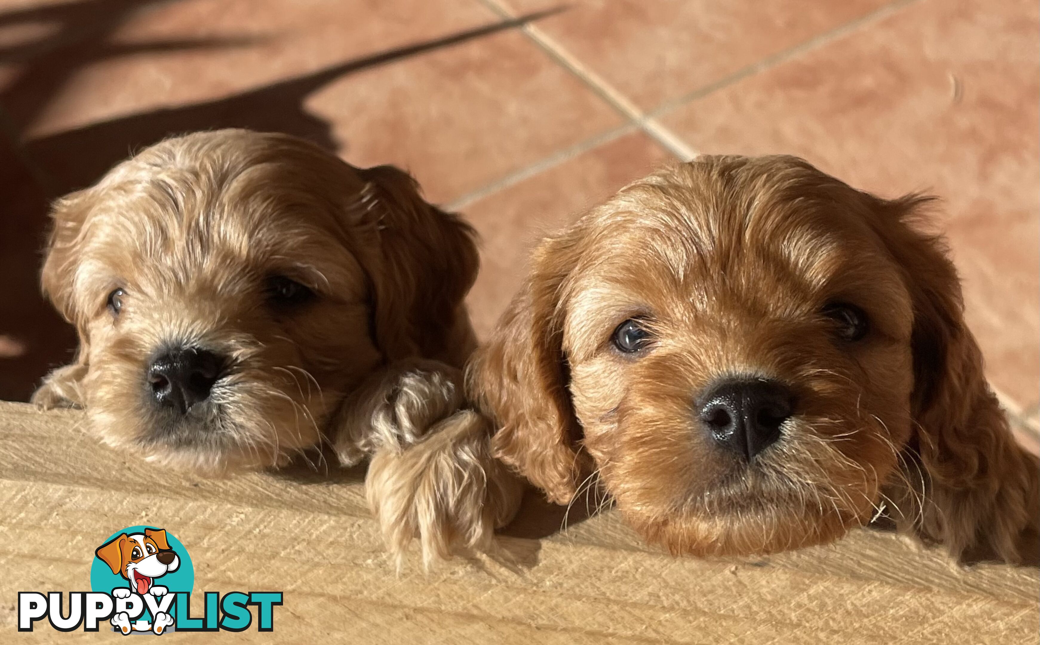 Cavoodle  Puppies - Hand Raised - 1st Generation - Ready for new homes on 24th January