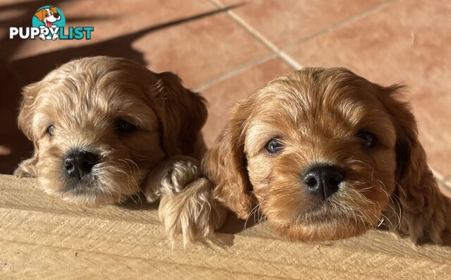 Cavoodle  Puppies - Hand Raised - 1st Generation - Ready for new homes on 24th January