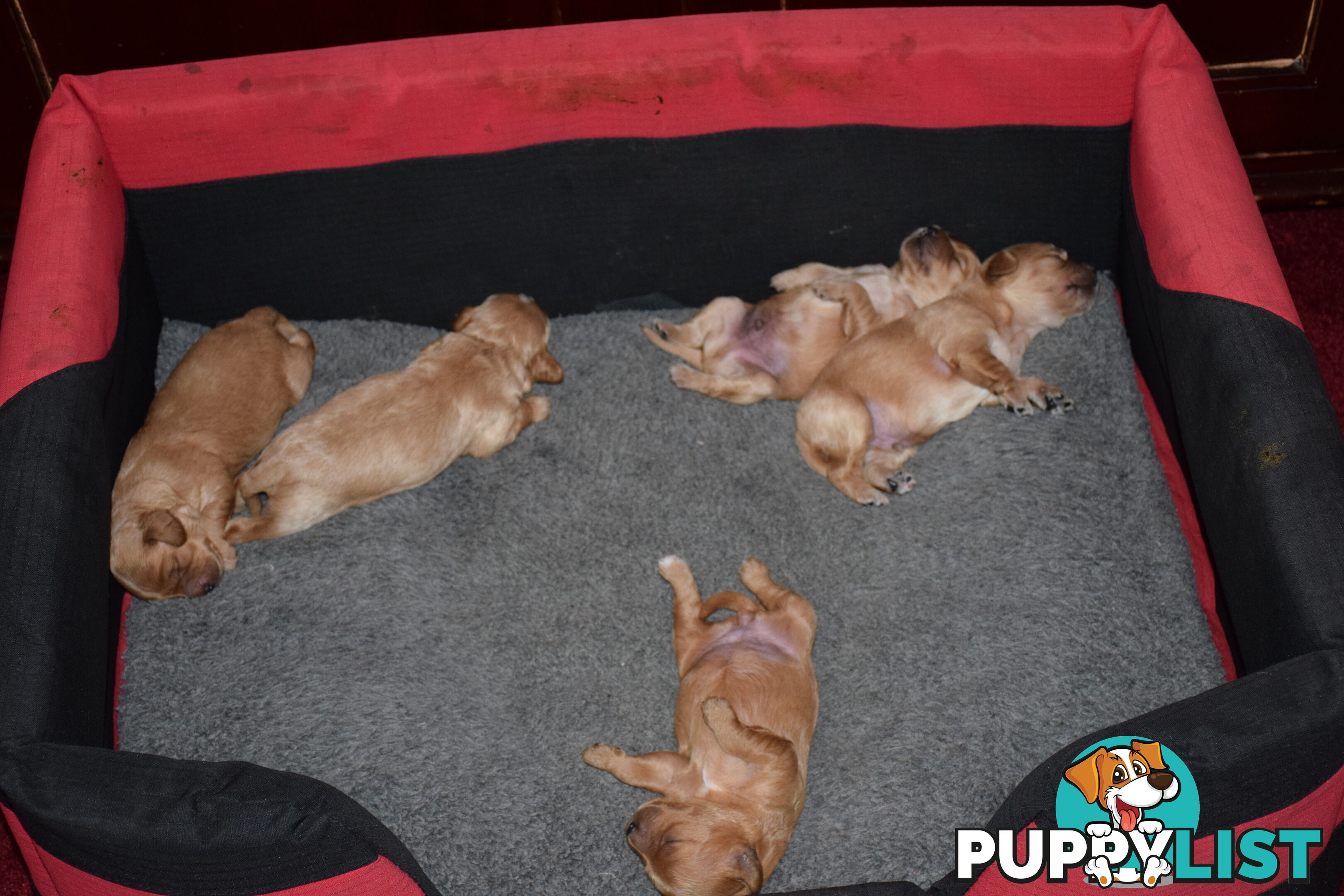 Cavoodle  Puppies - Hand Raised - 1st Generation - Ready for new homes on 24th January