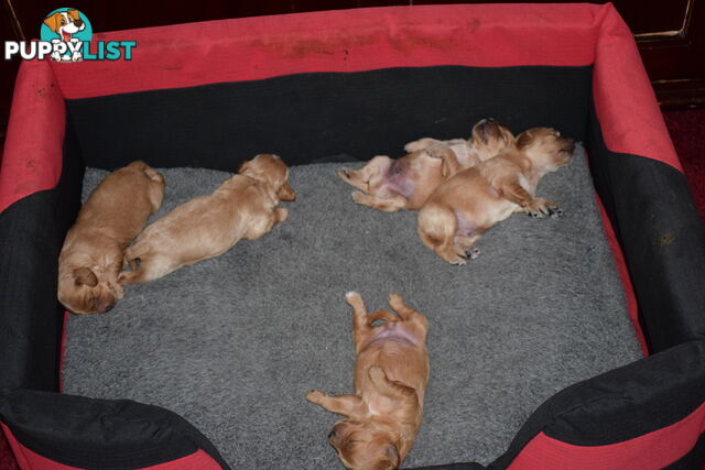 Cavoodle  Puppies - Hand Raised - 1st Generation - Ready for new homes on 24th January