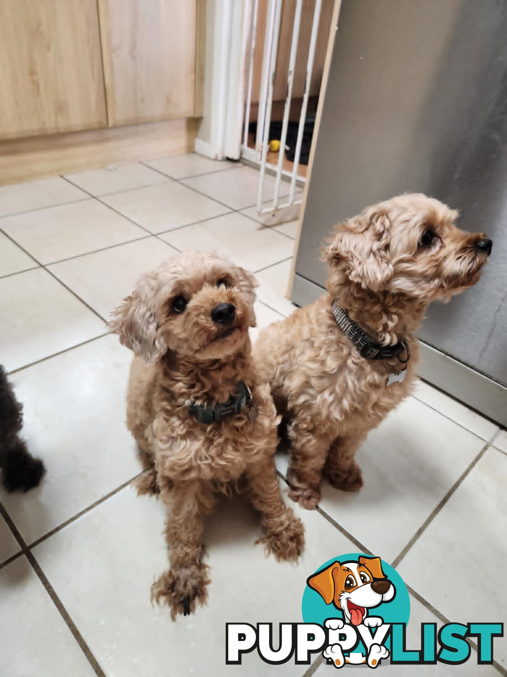 Toy Moodle Puppies Ready for their new homes 18/5/25