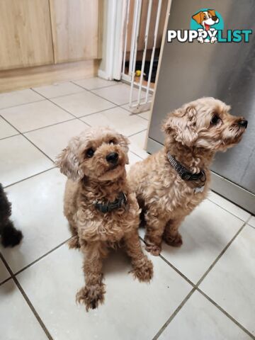 Toy Moodle Puppies Ready for their new homes 18/5/25