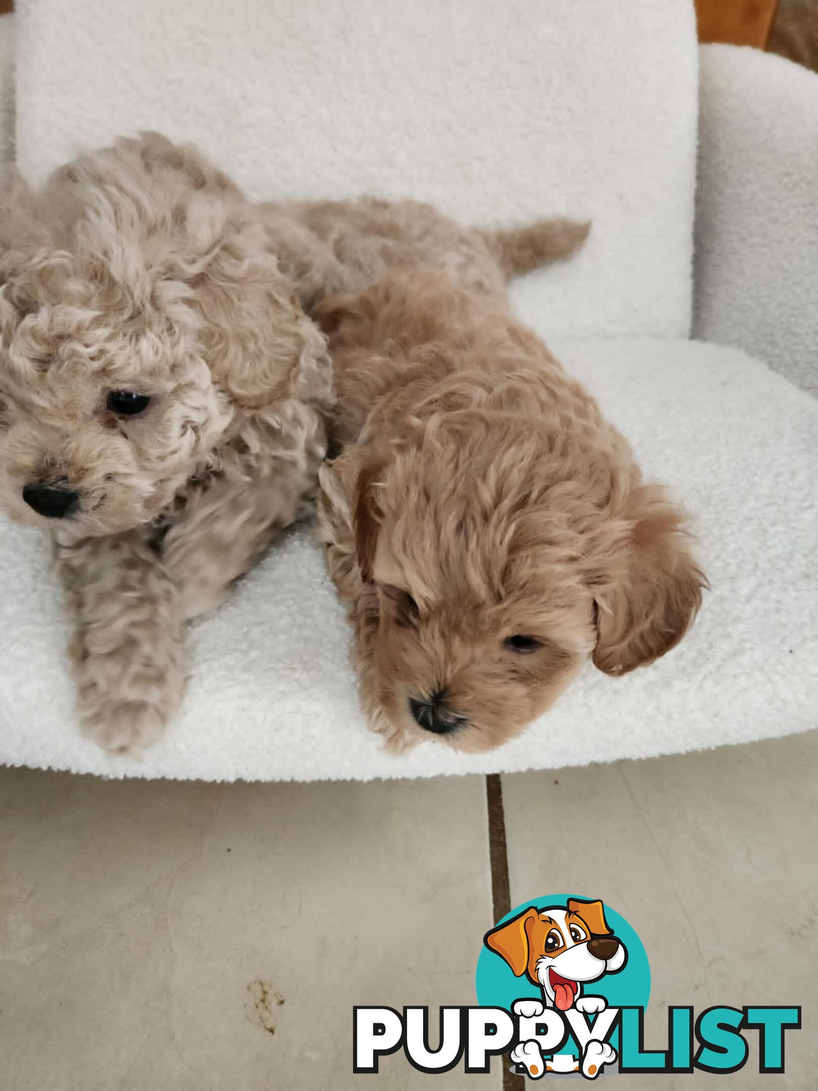 Toy Moodle Puppies Ready for their new homes 18/5/25