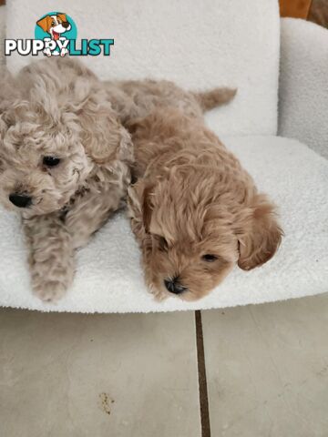 Toy Moodle Puppies Ready for their new homes 18/5/25