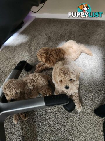 Toy Moodle Puppies Ready for their new homes 18/5/25