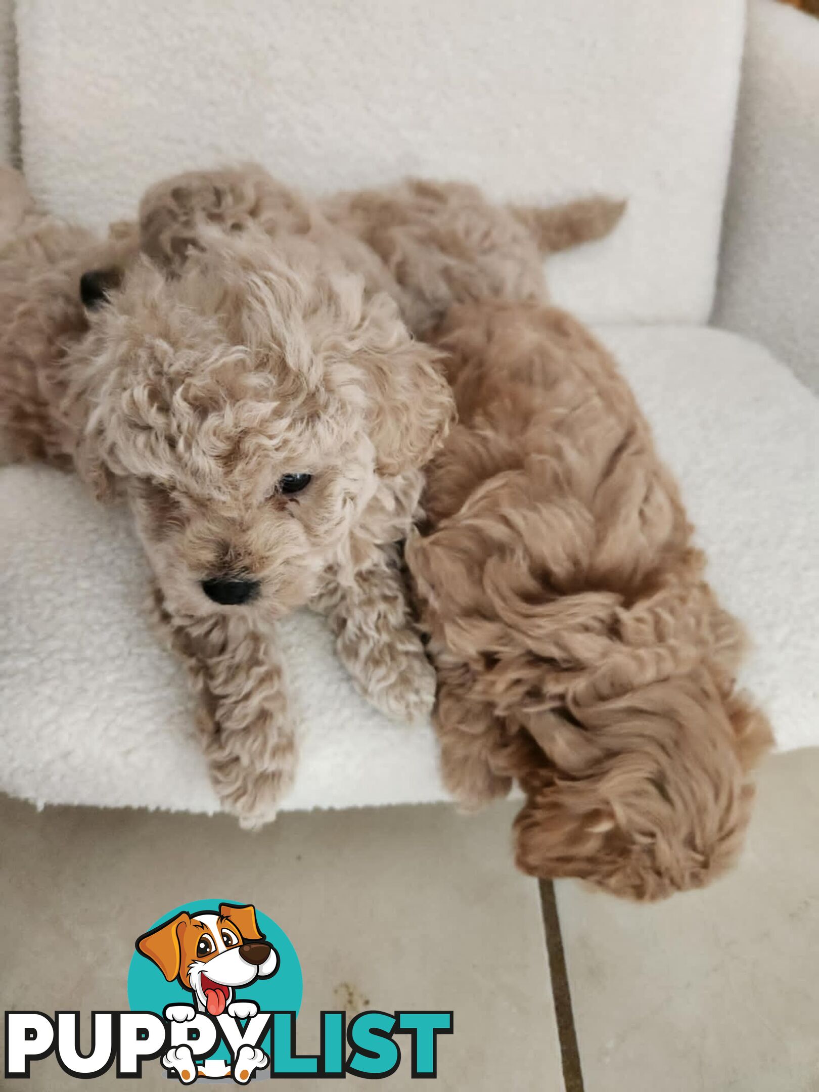 Toy Moodle Puppies Ready for their new homes 18/5/25