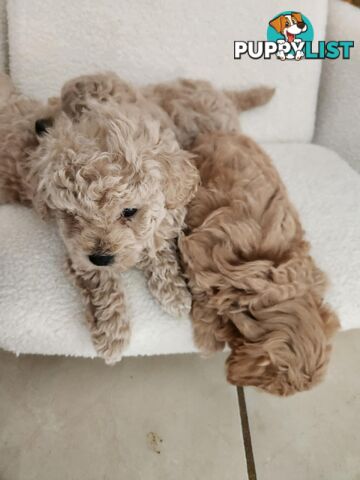 Toy Moodle Puppies Ready for their new homes 18/5/25