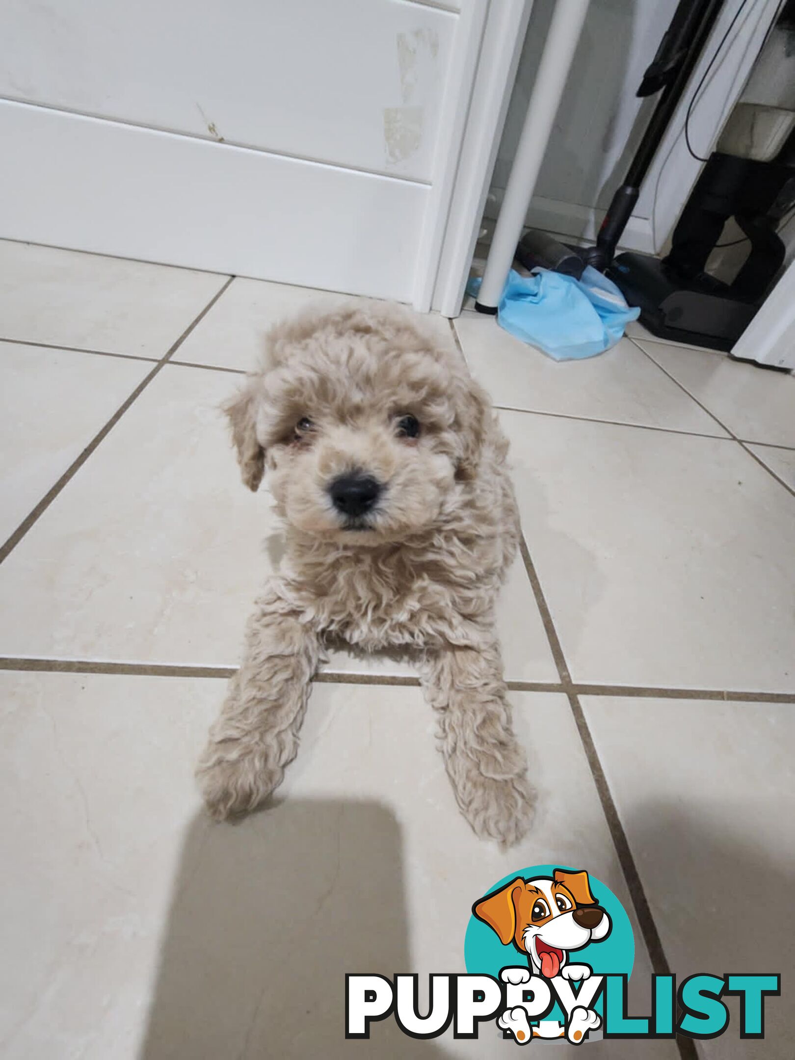 Toy Moodle Puppies Ready for their new homes 18/5/25