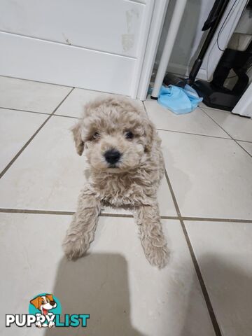 Toy Moodle Puppies Ready for their new homes 18/5/25