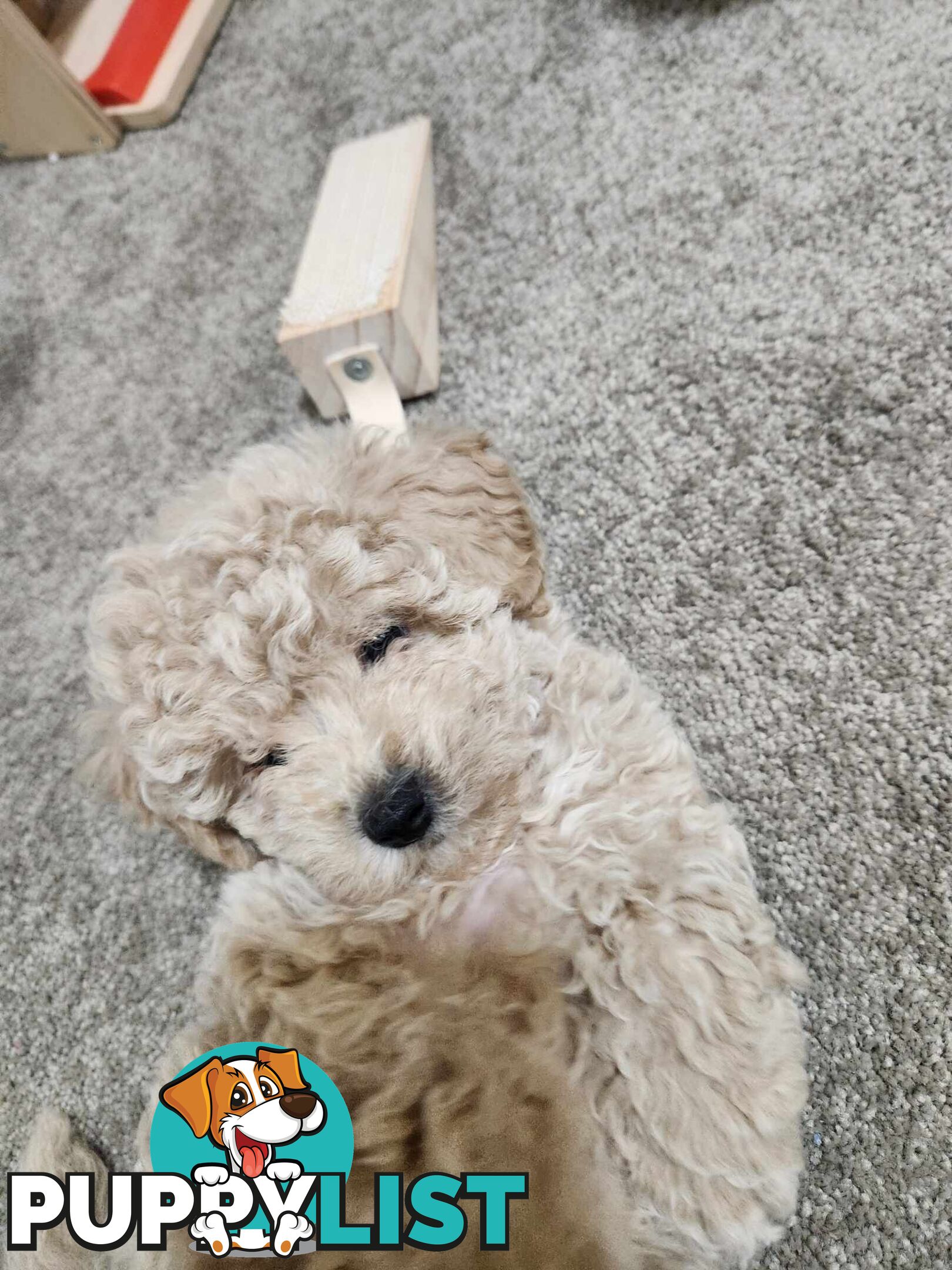 Toy Moodle Puppy Ready for His new home