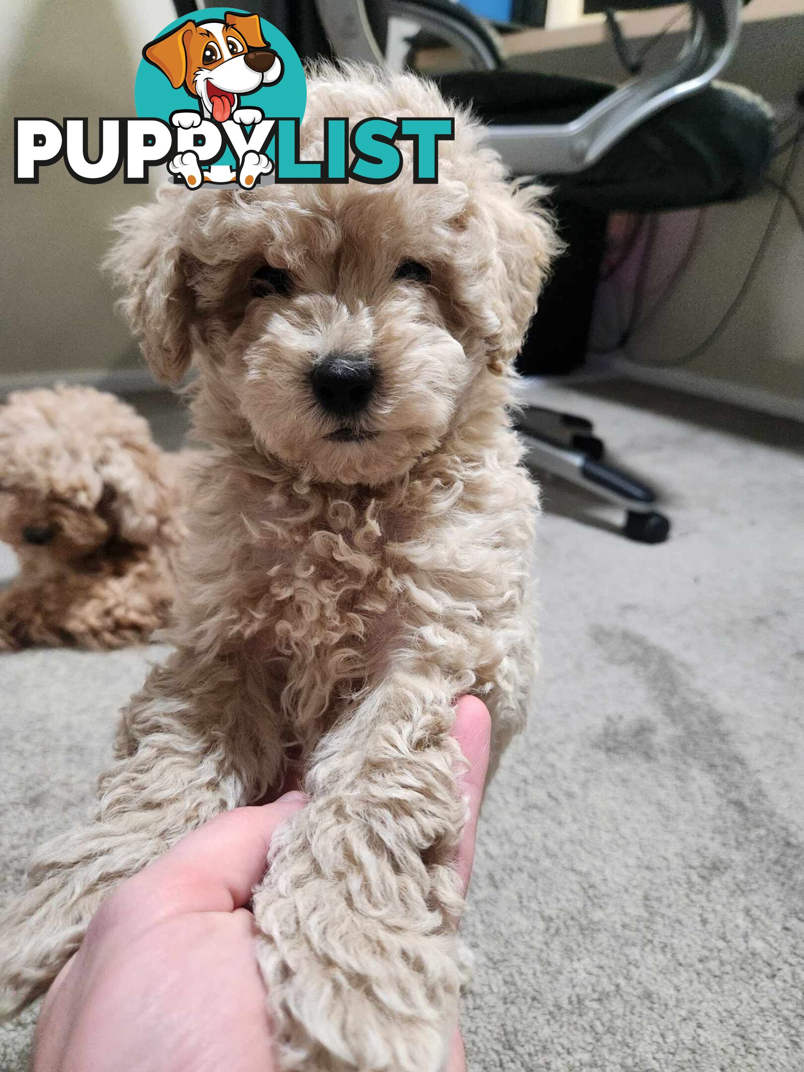 Toy Moodle Puppy Ready for His new home