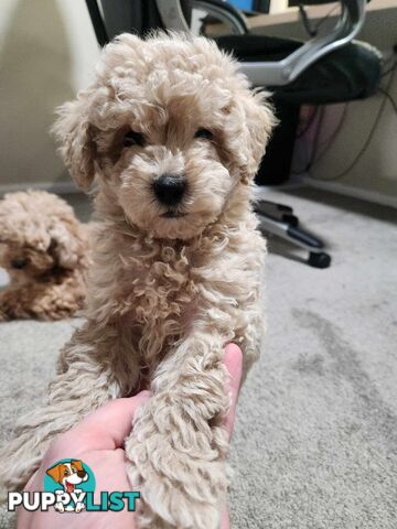 Toy Moodle Puppy Ready for His new home