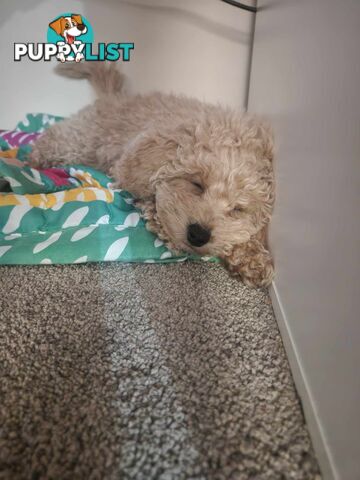 Toy Moodle Puppy Ready for His new home