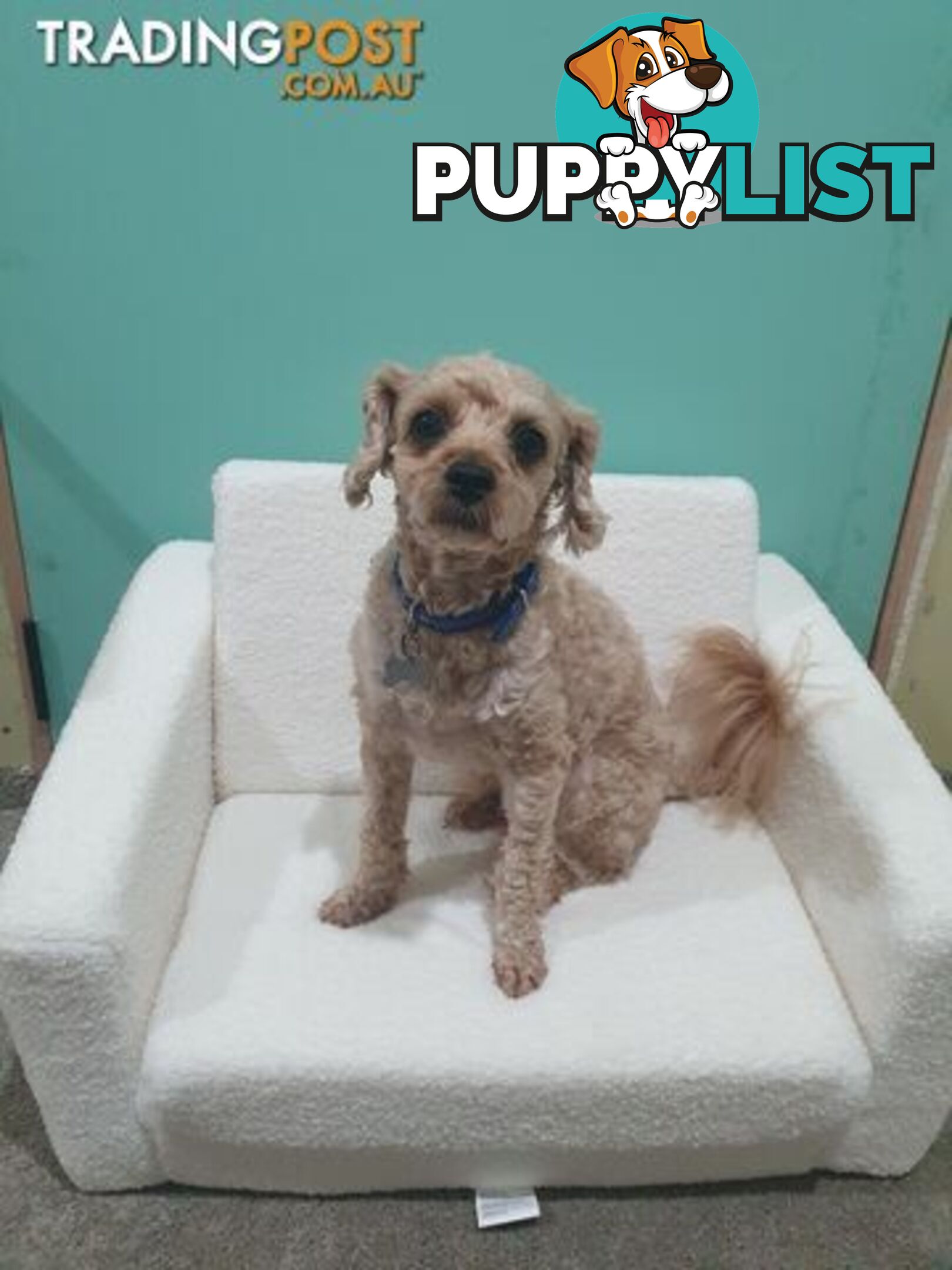 Toy Moodle Puppy Ready for His new home