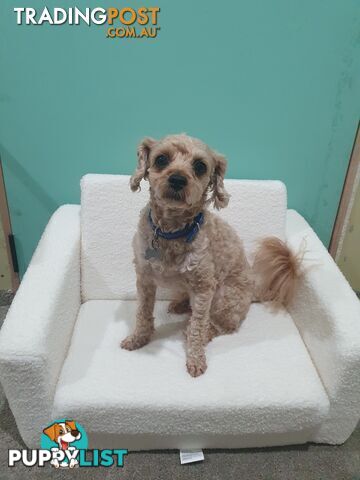 Toy Moodle Puppy Ready for His new home