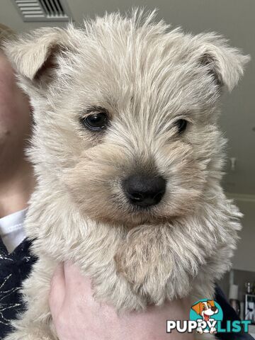 EXPRESSIONS OF INTEREST! 1 male West Highland Terrier Puppy for Sale