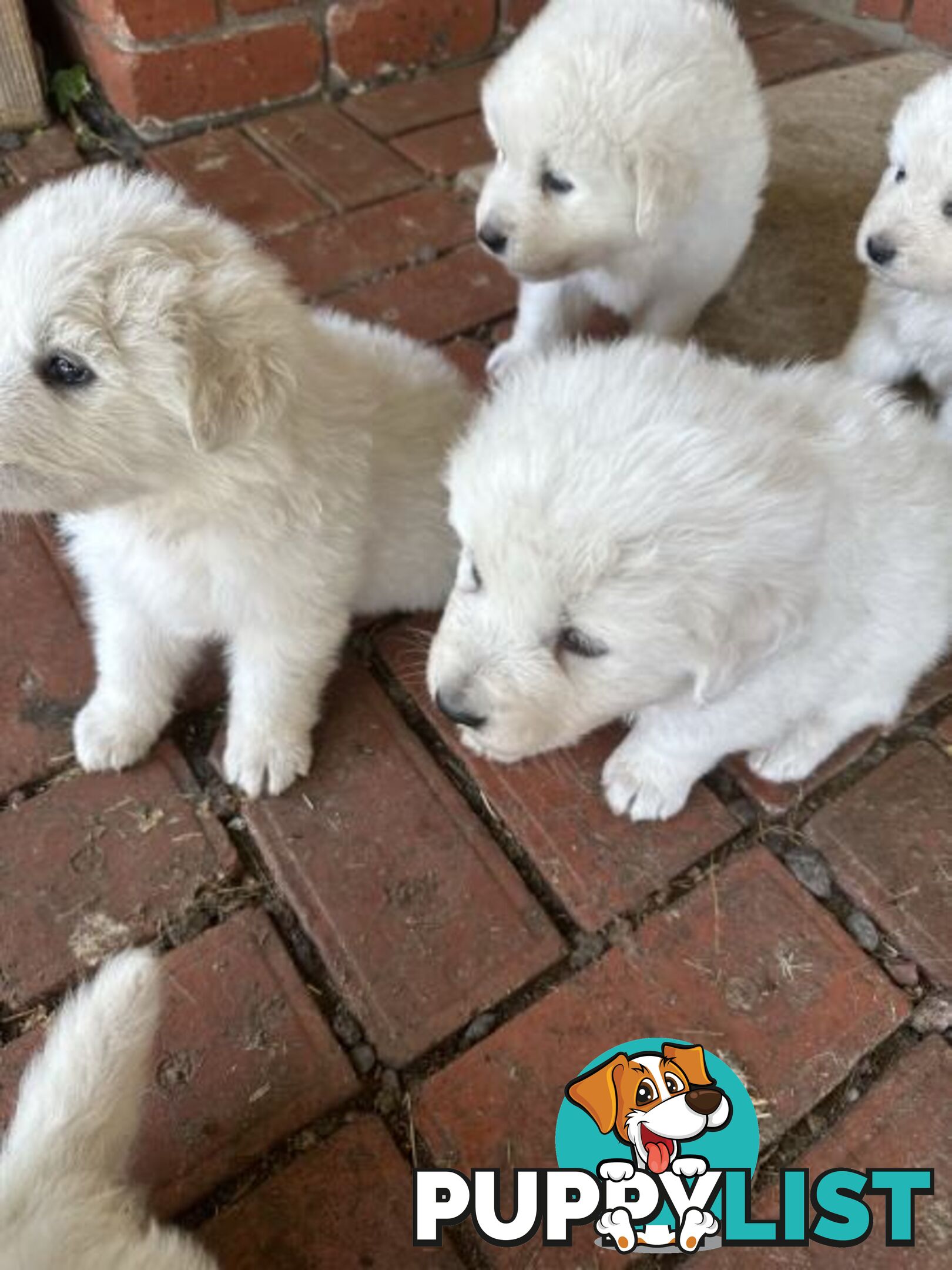 5 MAREEMA PUPPIES