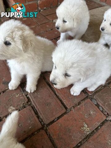 5 MAREEMA PUPPIES