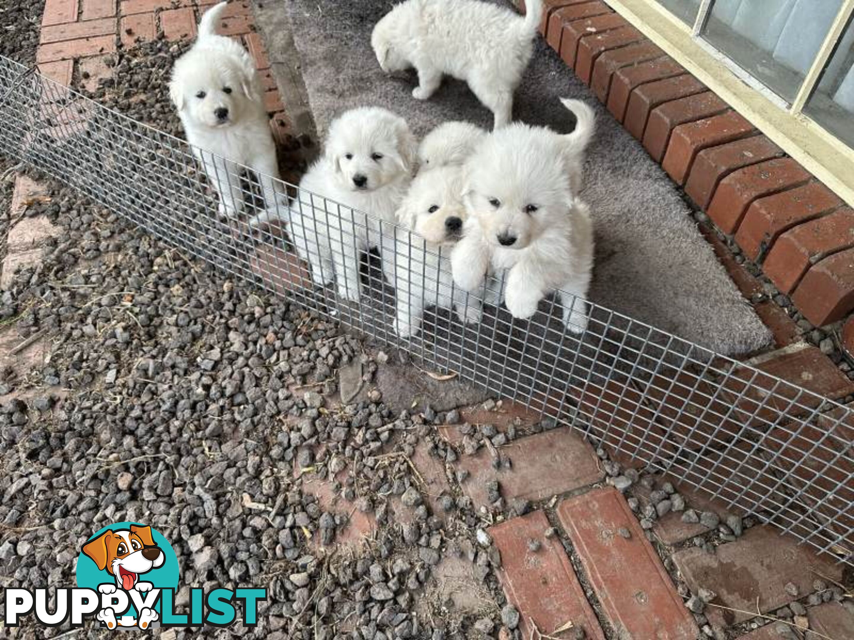 5 MAREEMA PUPPIES