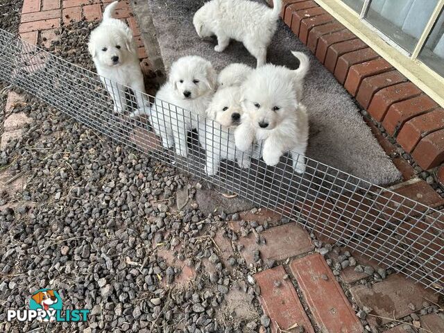 5 MAREEMA PUPPIES