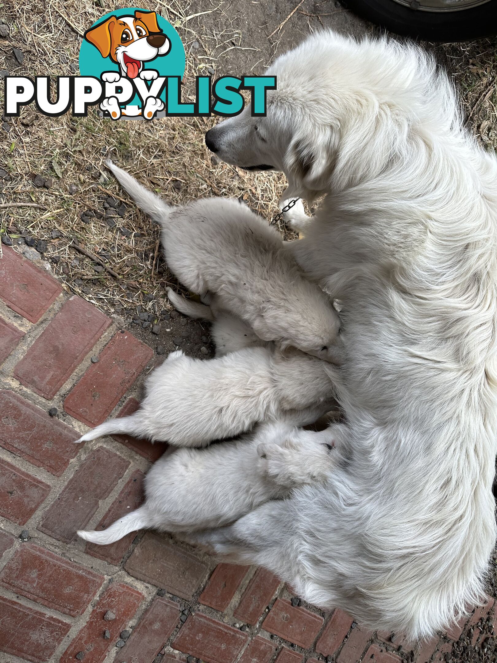 5 MAREEMA PUPPIES