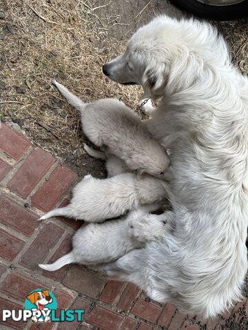 5 MAREEMA PUPPIES