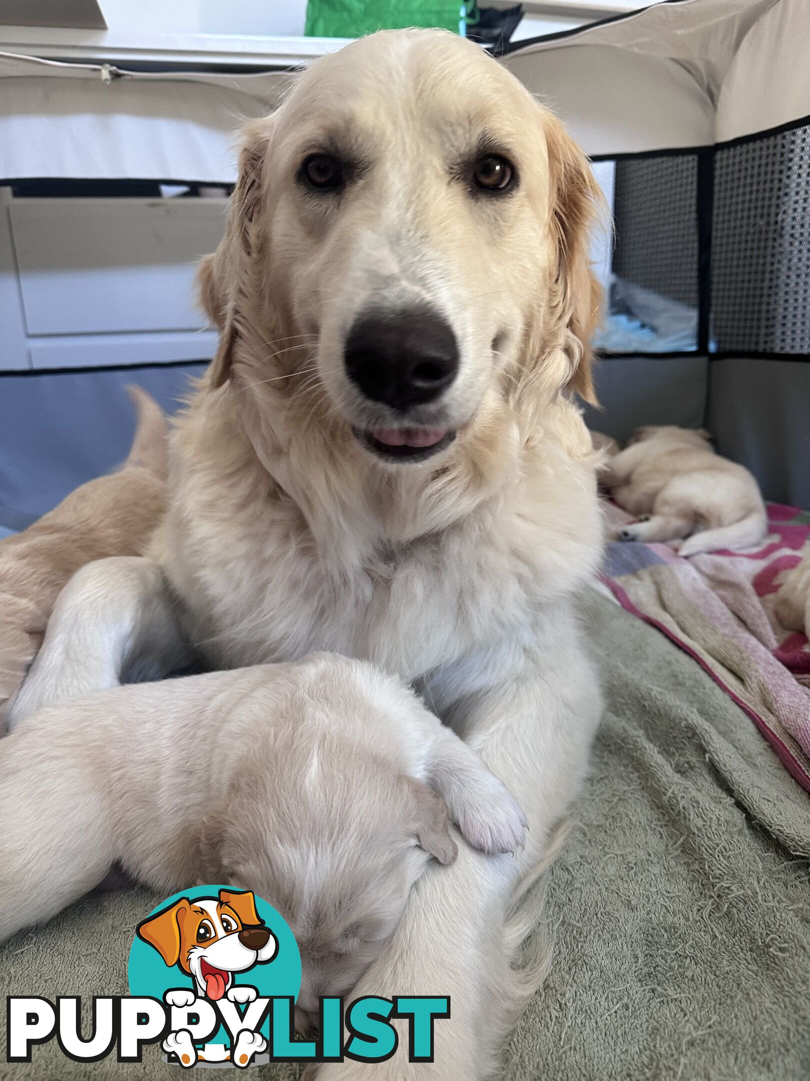 Golden retriever puppies