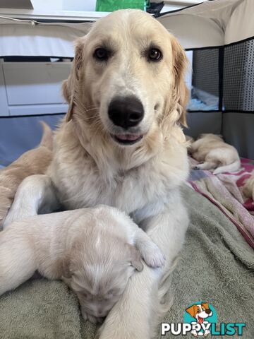 Golden retriever puppies