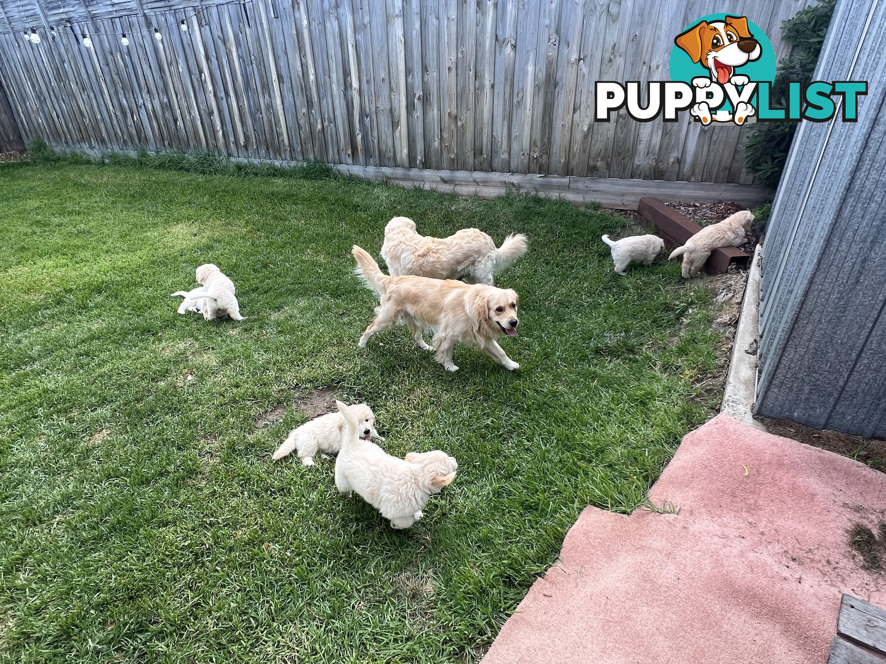 Golden retriever puppies