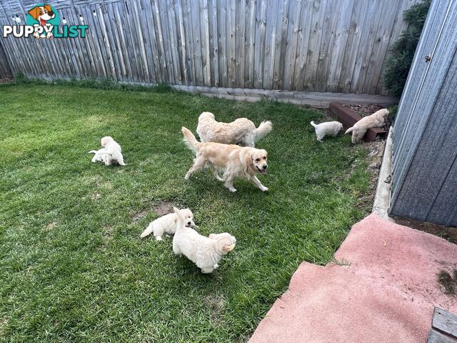 Golden retriever puppies