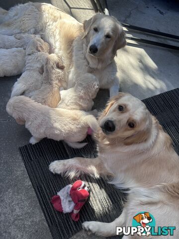 Golden retriever puppies