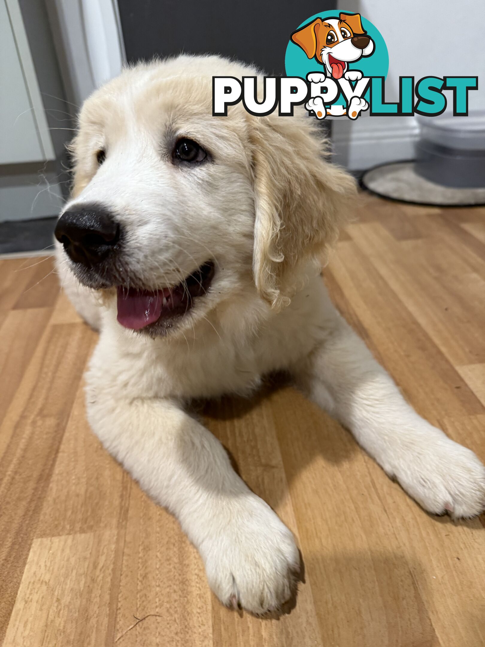 Golden retriever puppies