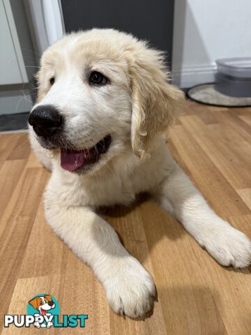 Golden retriever puppies