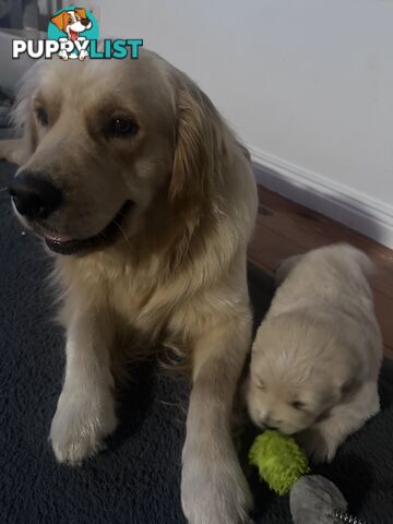 Golden retriever puppies