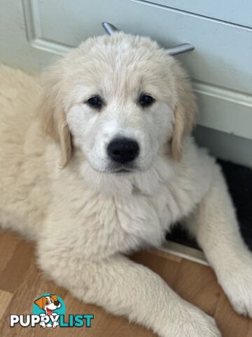 Golden retriever puppies