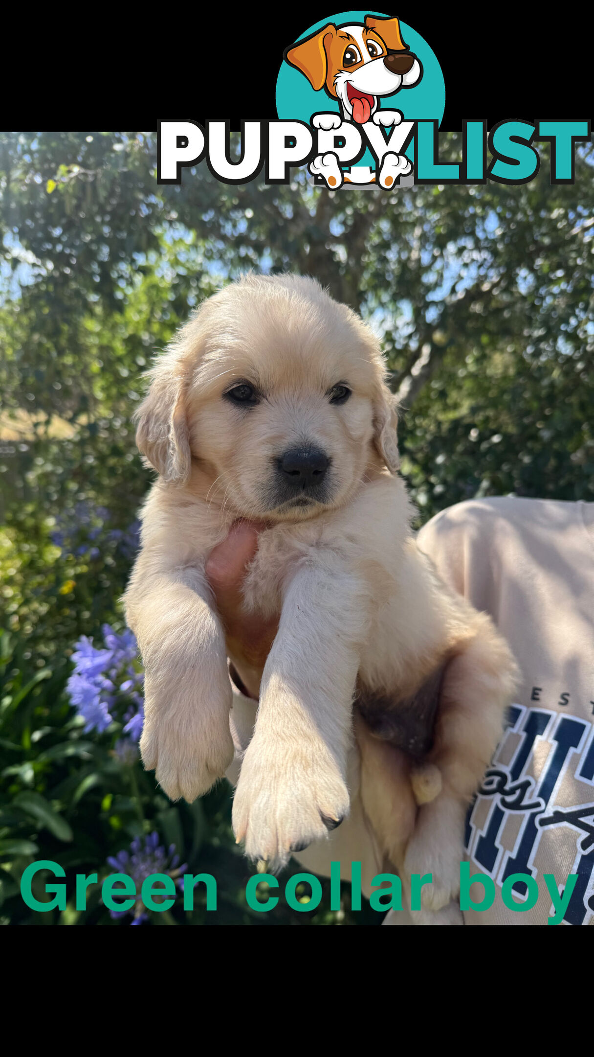 Golden Retriever Puppies