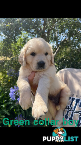 Golden Retriever Puppies