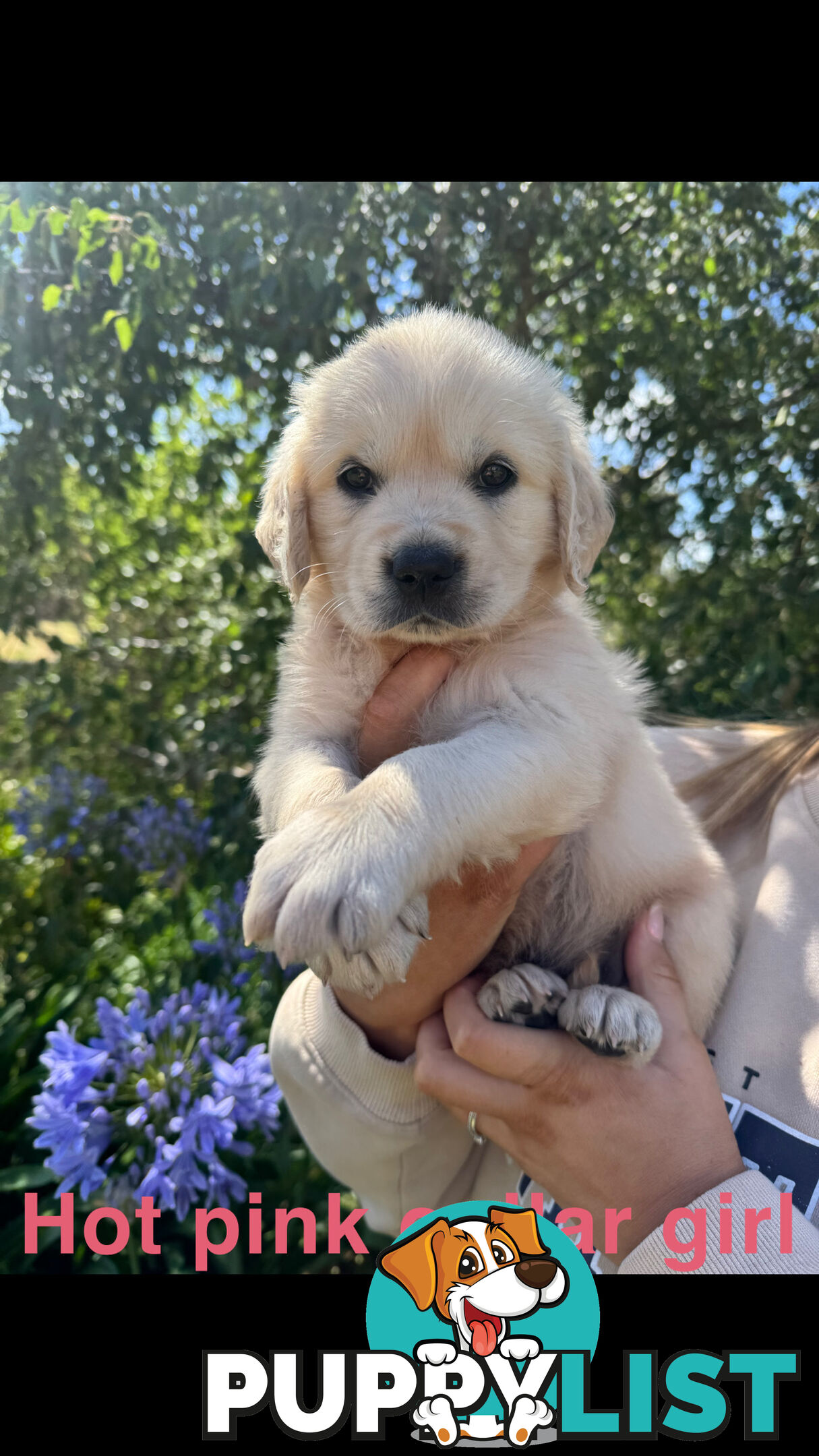 Golden Retriever Puppies