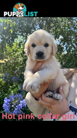 Golden Retriever Puppies