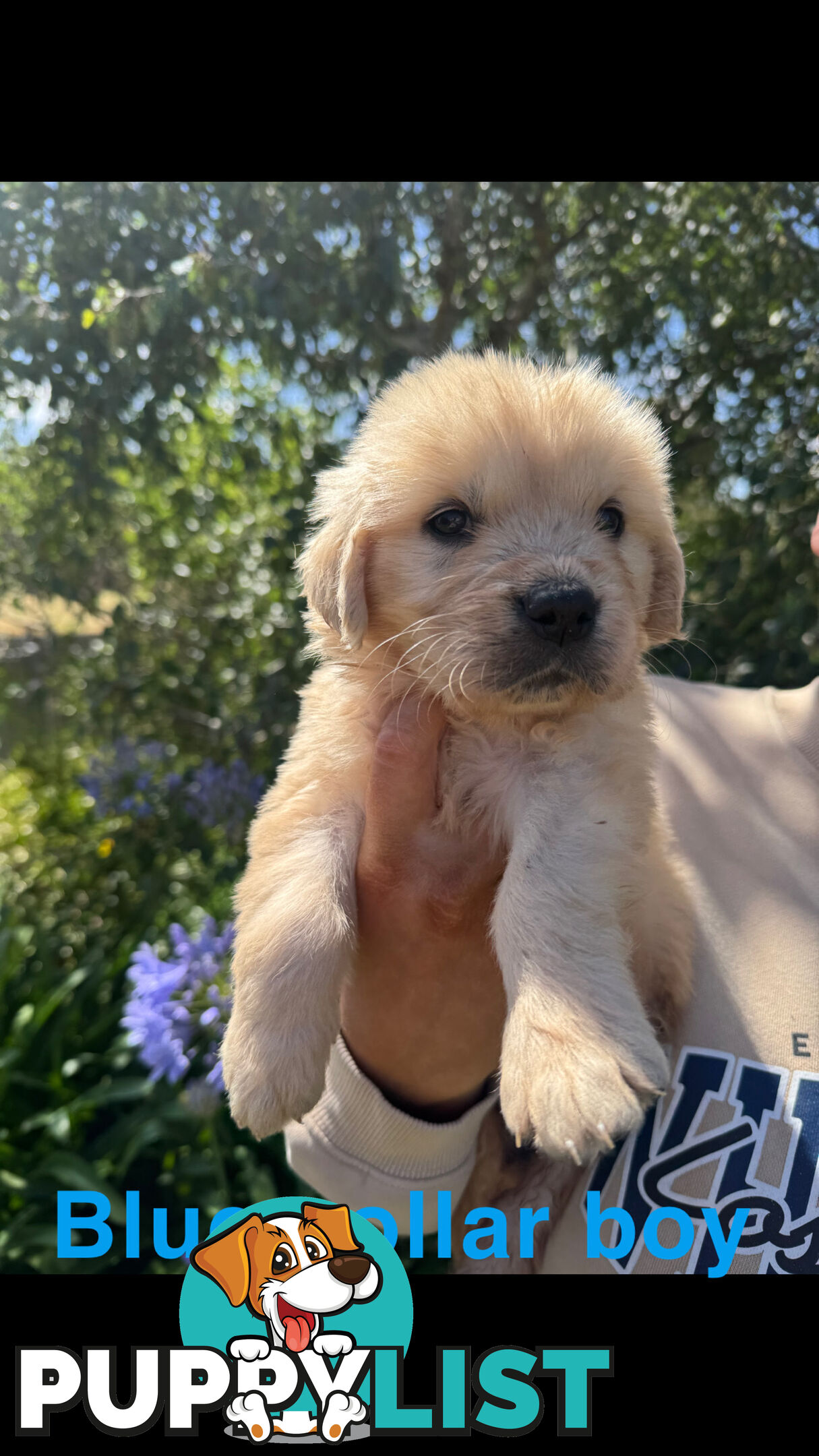 Golden Retriever Puppies