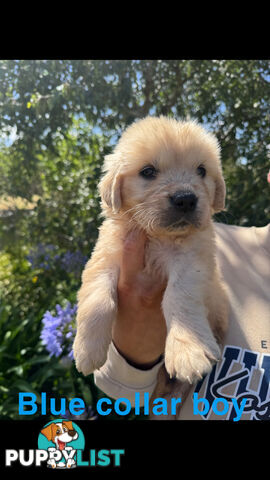 Golden Retriever Puppies