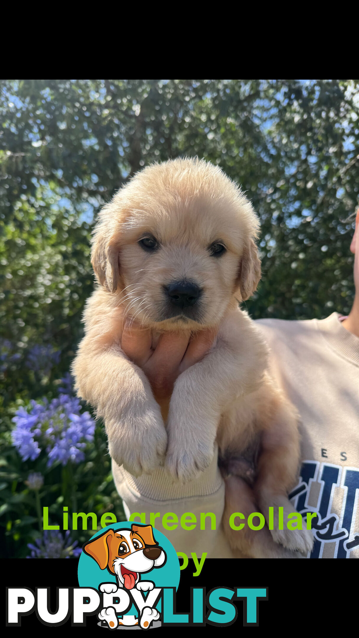 Golden Retriever Puppies