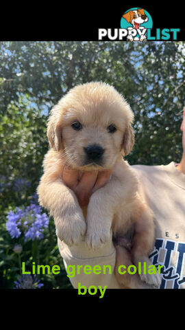 Golden Retriever Puppies