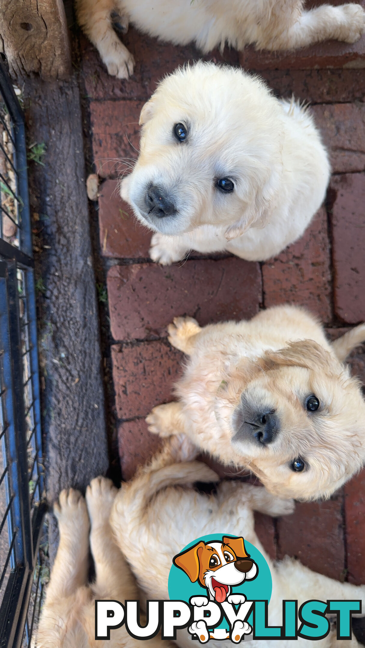 Golden Retriever Puppies