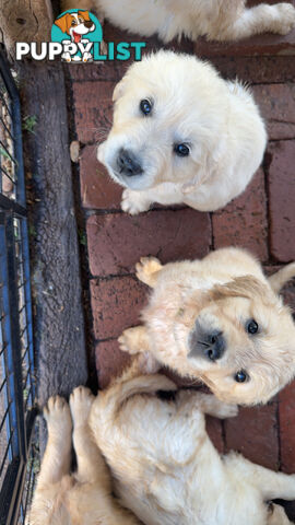 Golden Retriever Puppies