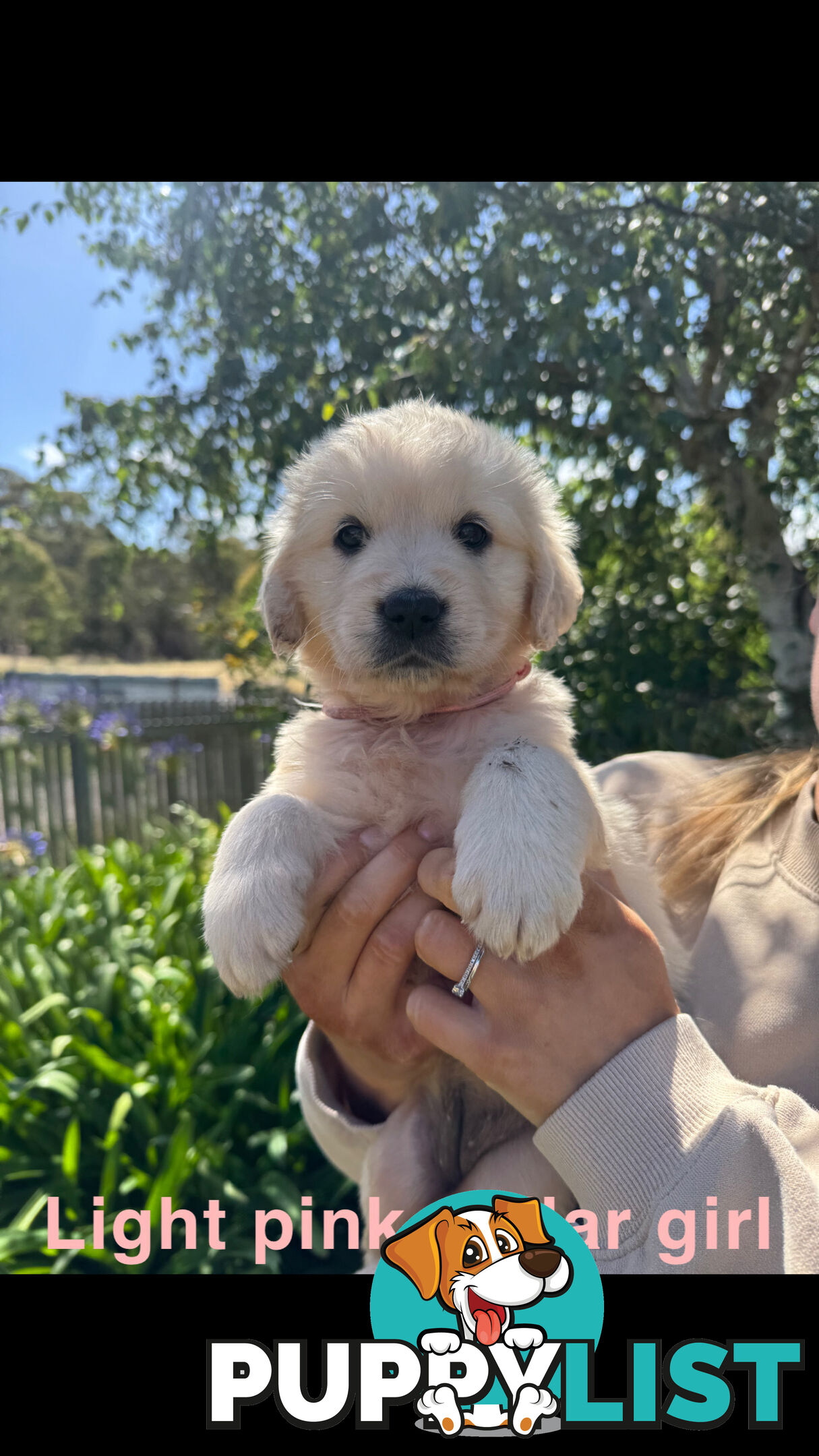 Golden Retriever Puppies